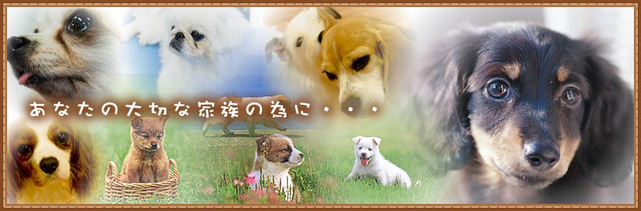 埼玉県日高市　かしま動物病院